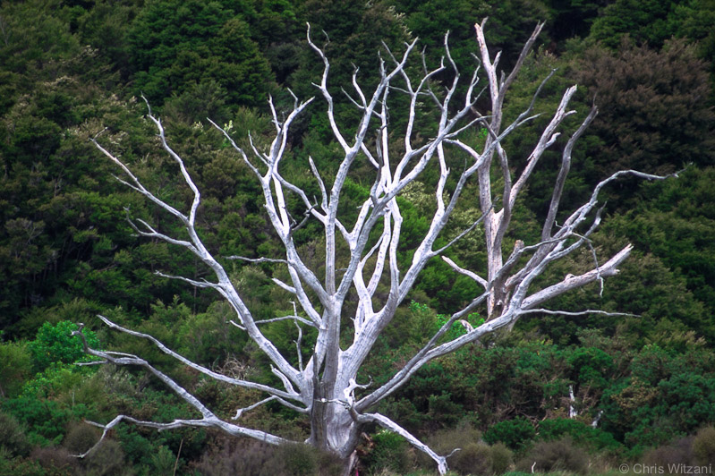 Dead tree at Abel Tasman track