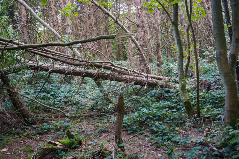 Wald auf Sylt