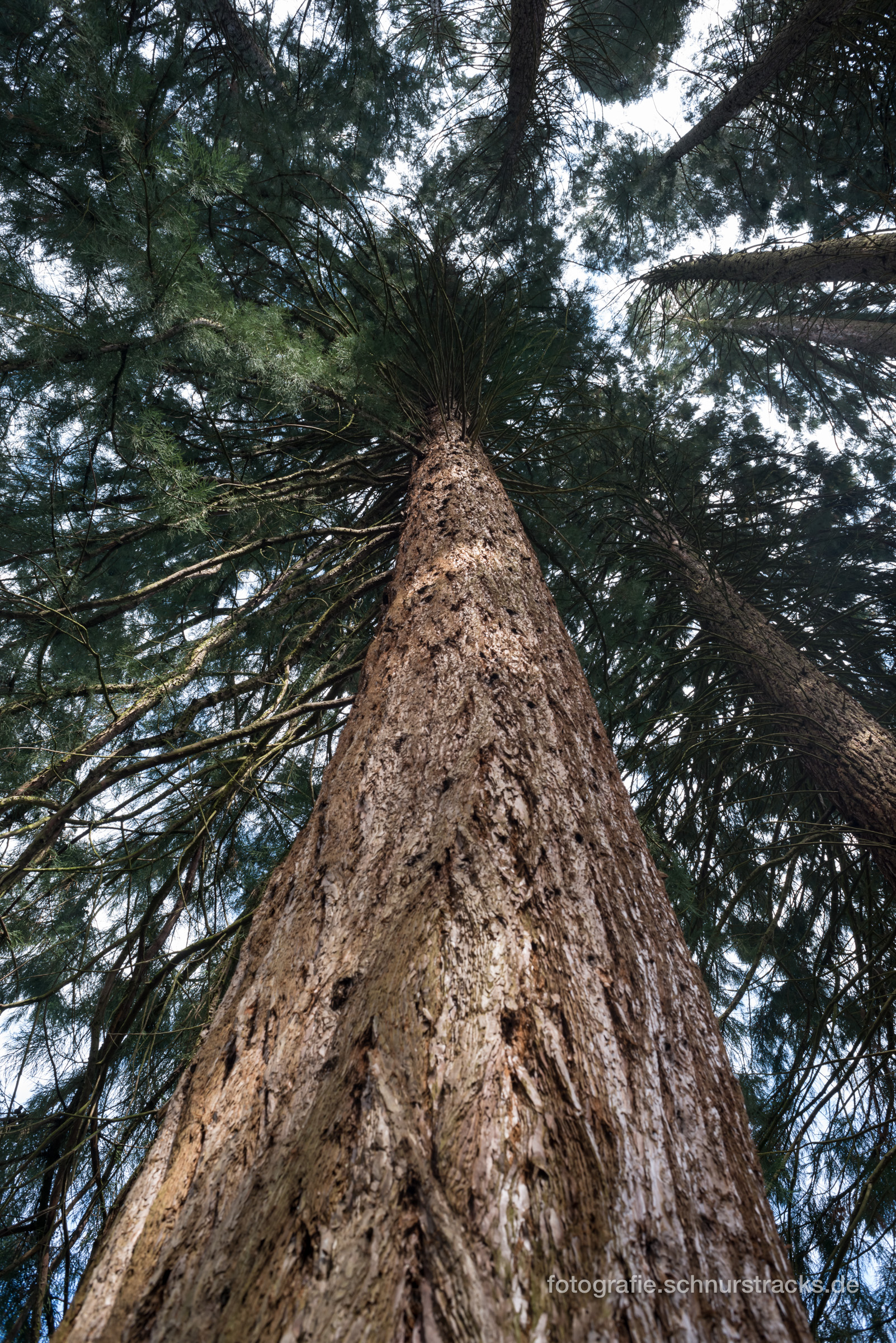 Mammutbaum Sequoiafarm Kaldenkirchen Arboretum