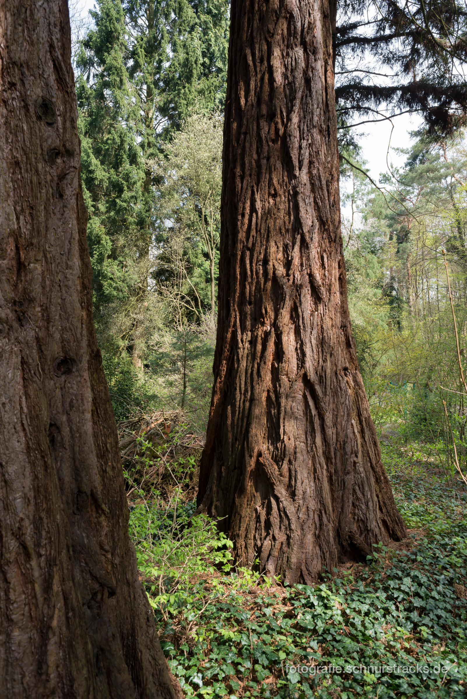 Mammutbaum Sequoiafarm Kaldenkirchen Arboretum