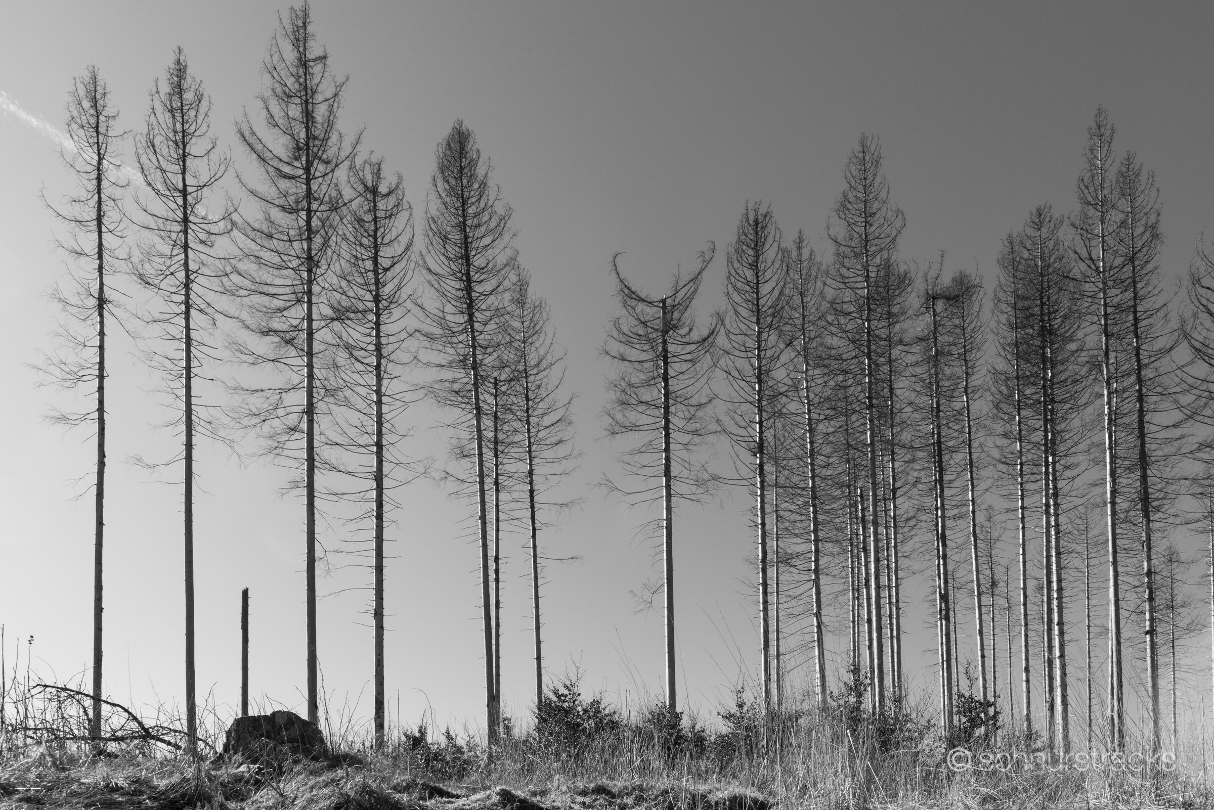 Wald bei Braunlage #250303-8128