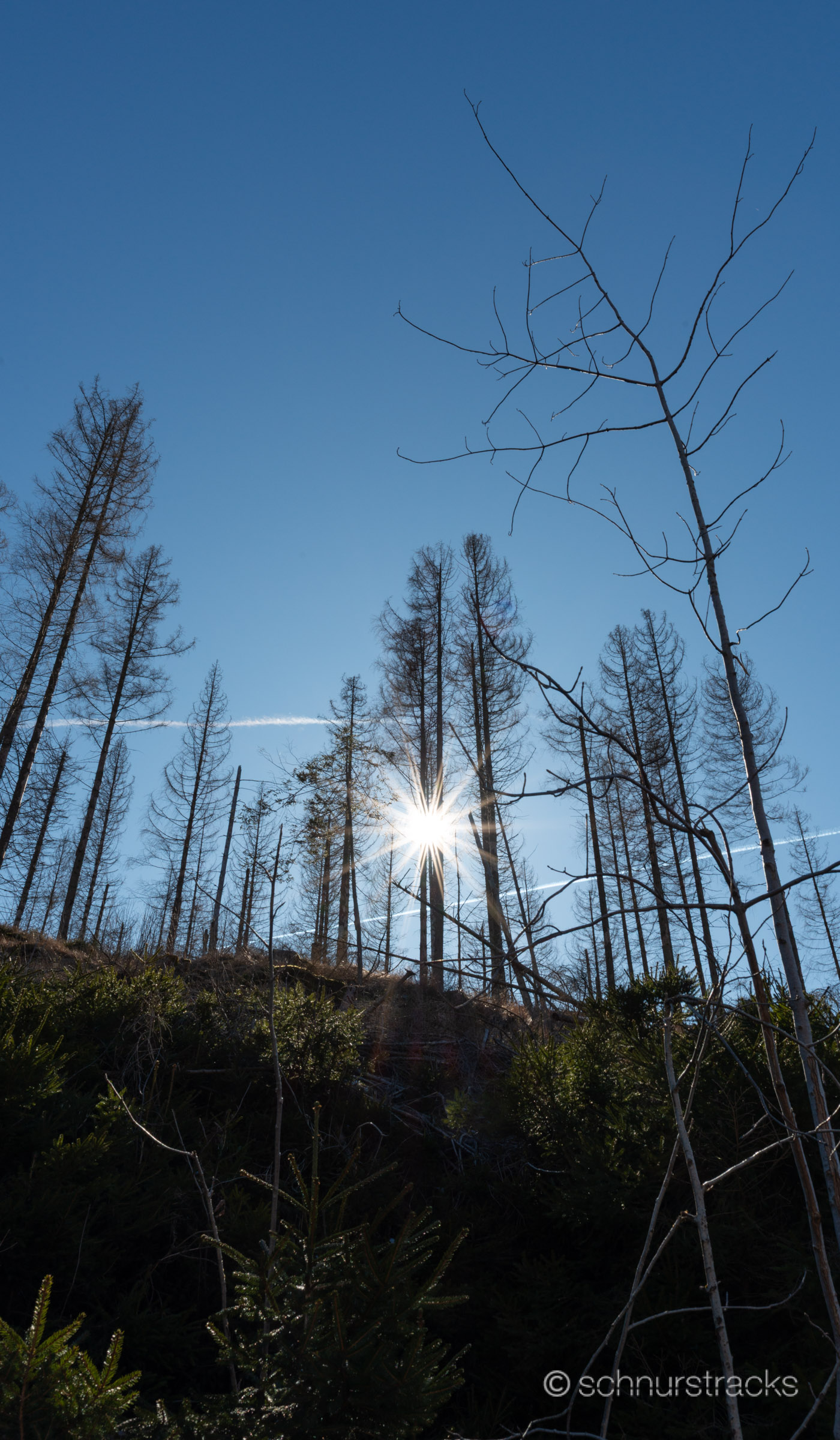 Fichten bei Braunlage #250303-8134