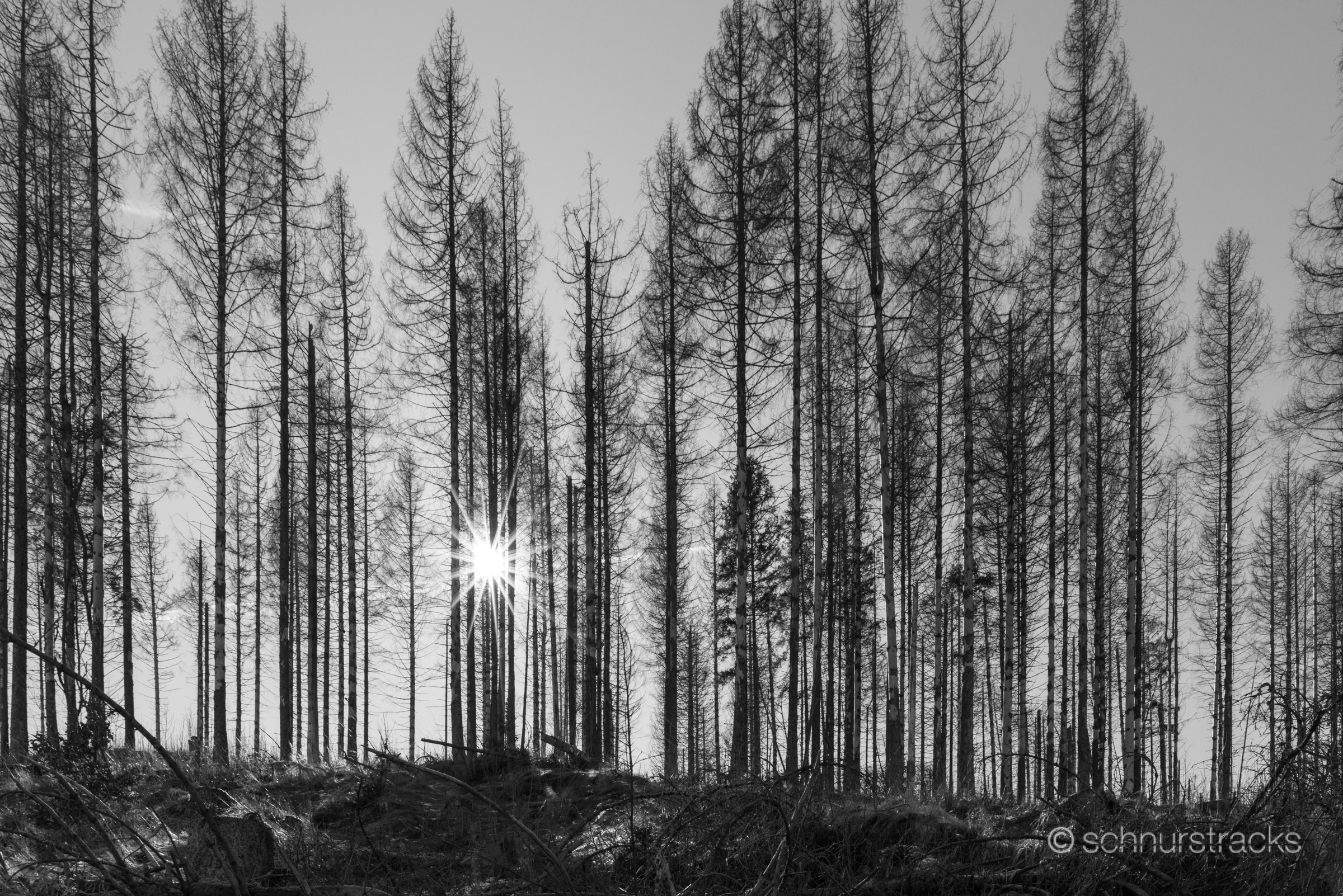 Wald bei Braunlage #250303-8136