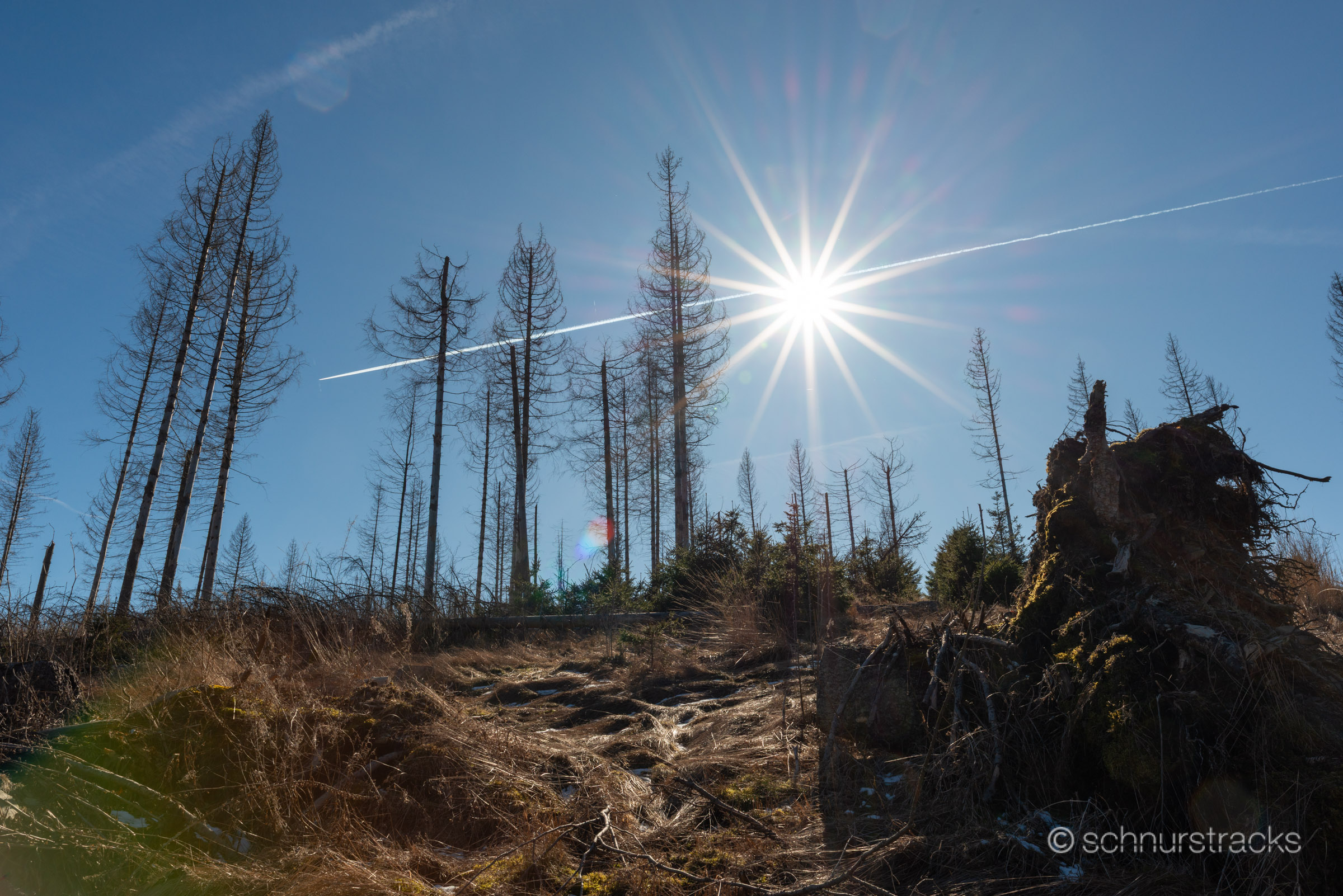 Totholz bei Braunlage #250303-8155