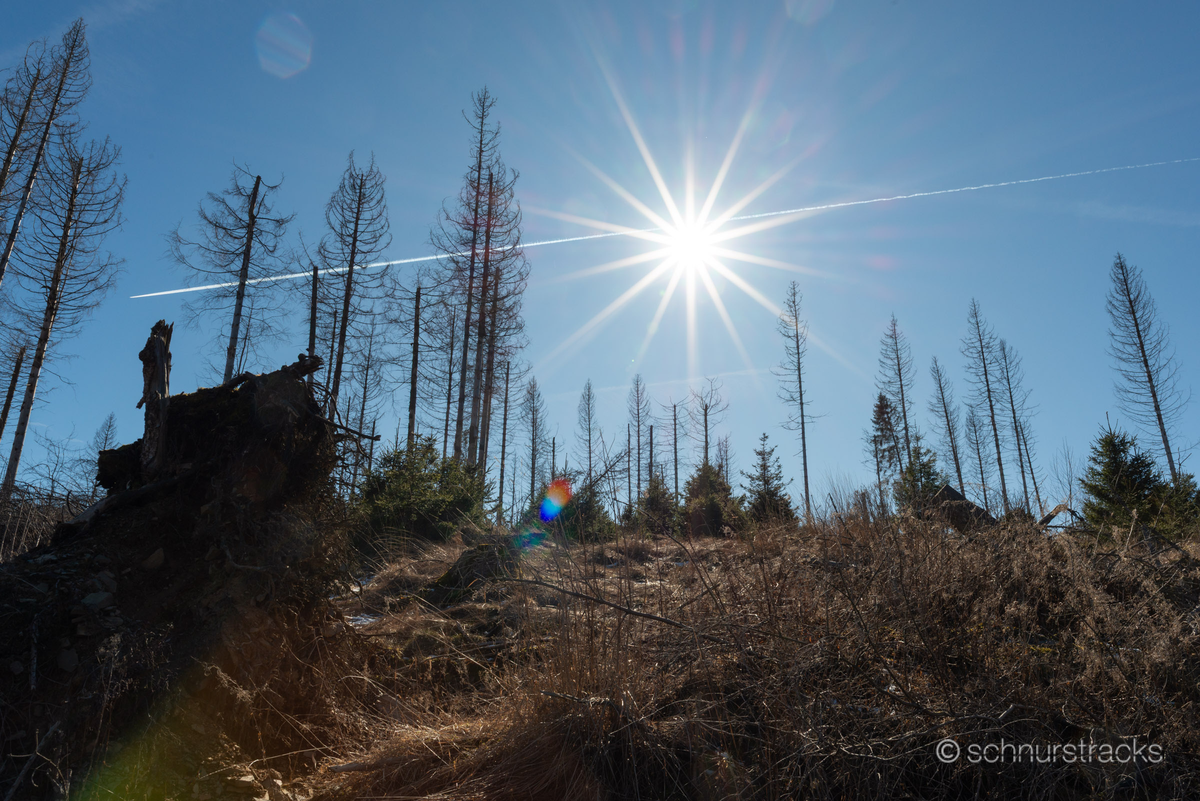 Totholz bei Braunlage #250303-8156