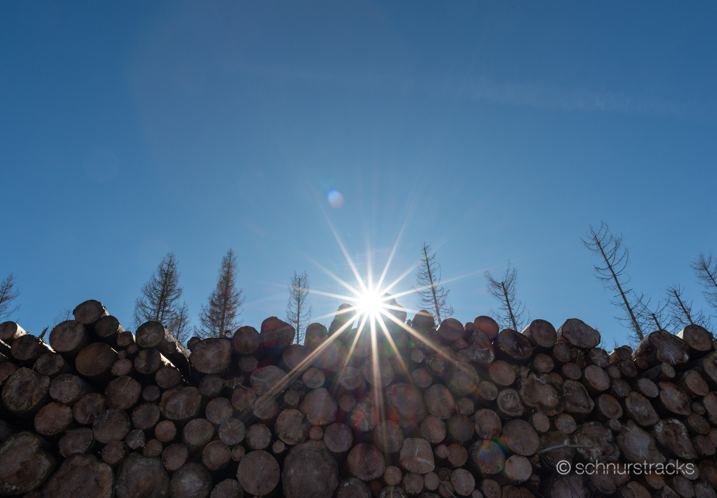 Fichten bei Braunlage #250303-8163