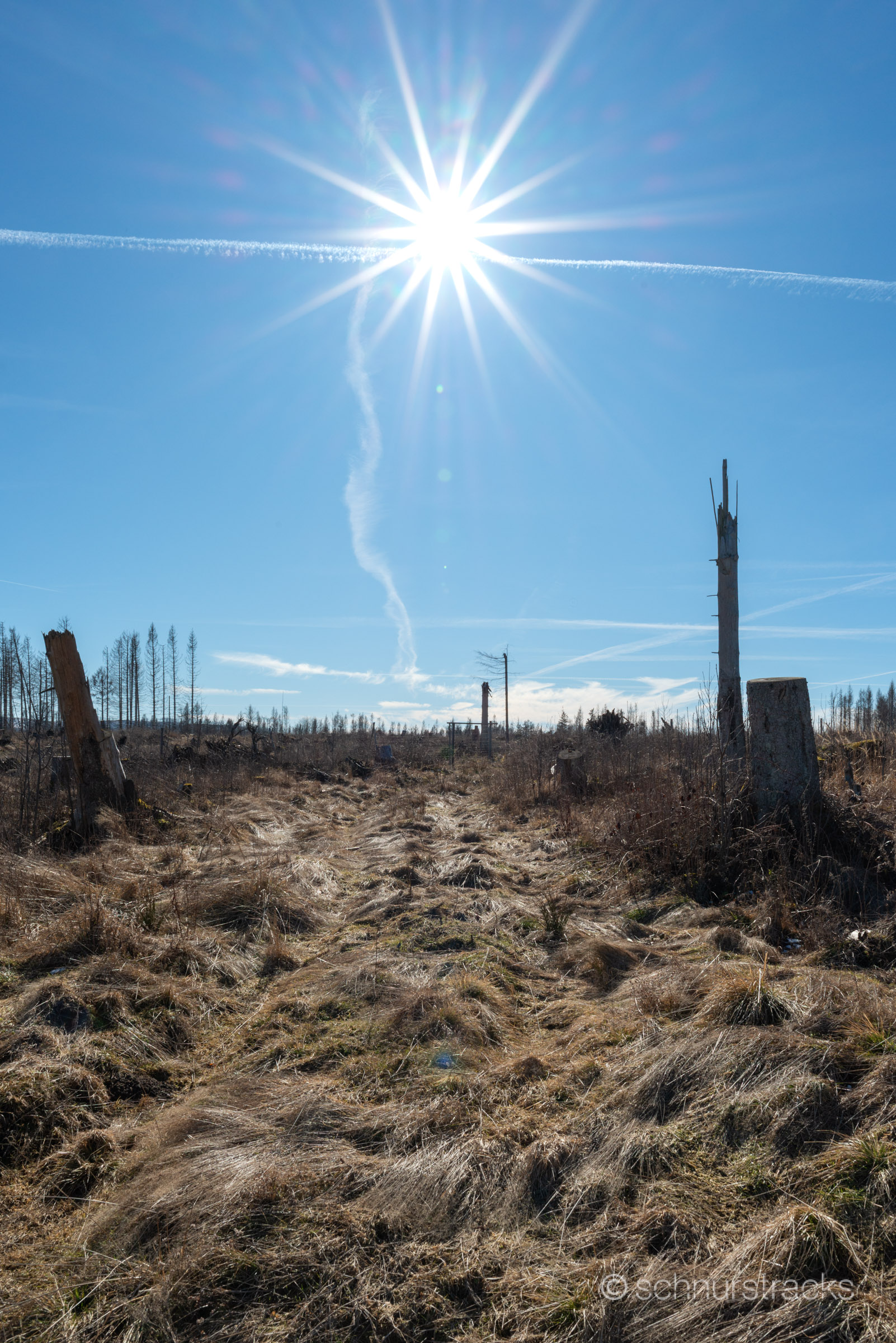 Fichten bei Braunlage #250303-8183